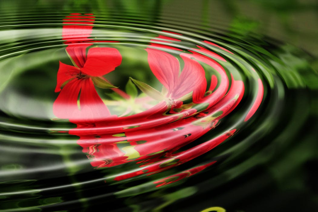 Geranium in Water