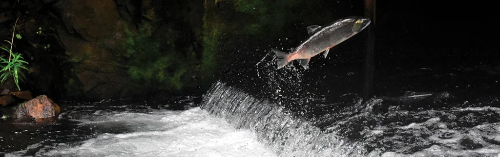 Fish jumping upstream